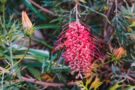 native Australian grevillea plant with red flowers outdoor in sunny backyard shot at shallow depth of fieldの写真素材