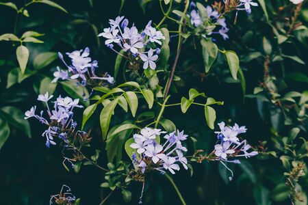 blue plumbago plant with flowers outdoor in sunny backyard shot at shallow depth of fieldの写真素材