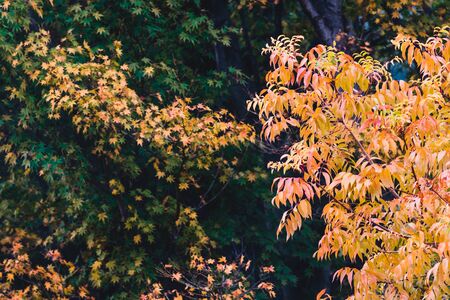 autumn colors on trees with vibrant yellow and orange leaves shot outdoor in a backyard in Australiaの写真素材