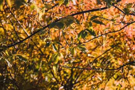 vibrant yellow and orange leaves on autumn trees shot with telephoto and bokeh effectの写真素材
