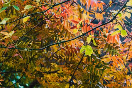 vibrant yellow and orange leaves on autumn trees shot with telephoto and bokeh effect