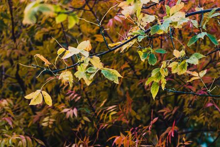 vibrant yellow and orange leaves on autumn trees shot with telephoto and bokeh effectの写真素材