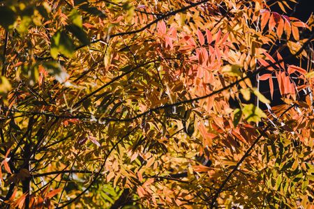 vibrant yellow and orange leaves on autumn trees shot with telephoto and bokeh effect