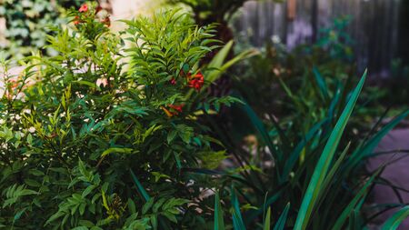 tacoma plant outdoor in sunny backyard shot at shallow depth of fieldの写真素材