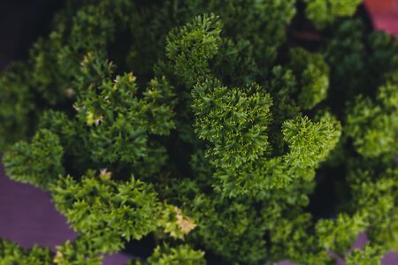 close-up of parsley plant outdoor in sunny backyard shot at shallow depth of fieldの写真素材