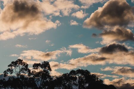 sunset clouds over eucalyptus gum trees on the hillside in Tasmania near Mount Wellingtonの写真素材