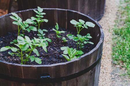 potato plants outdoor in pots in sunny backyard shot at shallow depth of fieldの写真素材