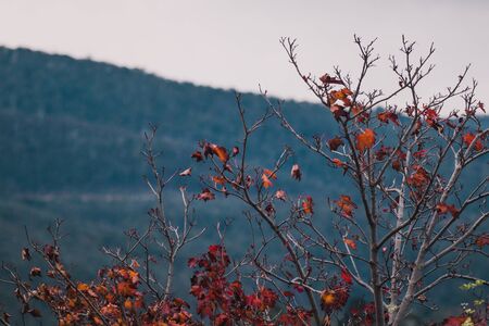 autumn trees with semi bare branches and a few autumn leaves left and mountains in the background shot at shallow depth of fieldの写真素材