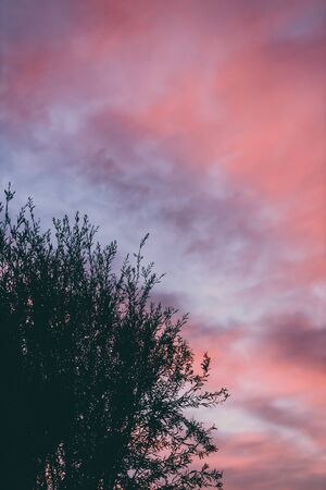 pink sunset sky with beautiful clouds over callistemon tree branches shot in  Tasmania, Australia