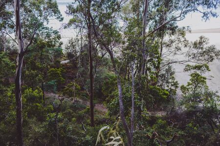 exotic and wild-looking beach with thick vegetation near the shore and no people shot in South Hobart in Tasmania, Australiaの写真素材