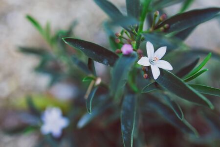 native Australian philotheca plant with white flowers outdoor in sunny backyard shot at shallow depth of fieldの写真素材