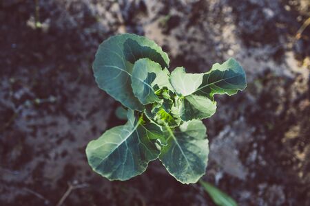 close-up of cauliflower plant outdoor in sunny backyard shot at shallow depth of fieldの写真素材