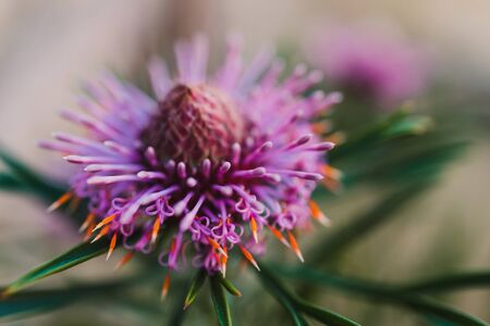 native Australian isopogon candy cone plant with pink flowers outdoor in sunny backyard shot at shallow depth of fieldの写真素材