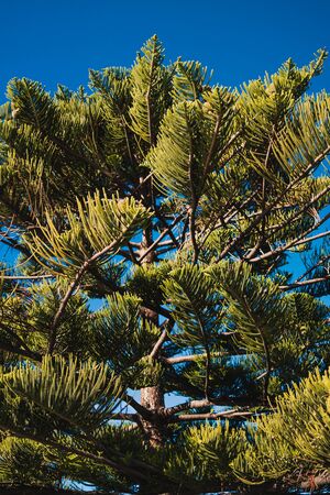 native Australian Norfolk Island pine tree with blue sky in the backgroundの写真素材