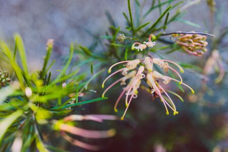 native Australian grevillea semper florens plant with yellow and pink flowers outdoor in sunny backyard shot at shallow depth of fieldの写真素材