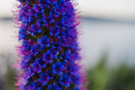 close-up of echium plant with purple flowers outdoor next to the beach shot at shallow depth of field in Tasmania, Australiaの写真素材