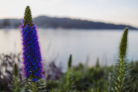 echium plant with purple flowers outdoor next to the beach shot at shallow depth of field in Tasmania, Australiaの写真素材