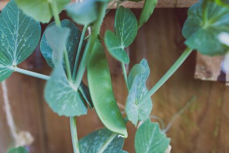close-up of snowpea plant outdoor in sunny backyard shot at shallow depth of fieldの写真素材