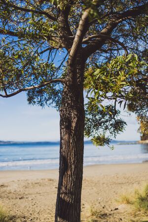 beautiful pristine Tasmanina beach with serene sky on a winter morning with tree in the center of the frameの写真素材