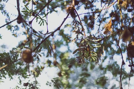 close-up of banksia plant outdoor in sunny backyard shot at shallow depth of fieldの写真素材