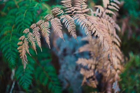 close-up of fern plant with golden and green branches shot at shallow depth of fieldの写真素材