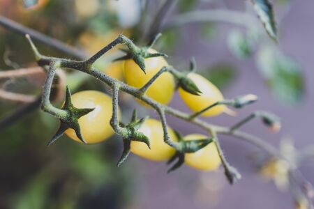 close-up of tomatos on vine and plant bokeh in sunny backyard shot at shallow depth of fieldの写真素材
