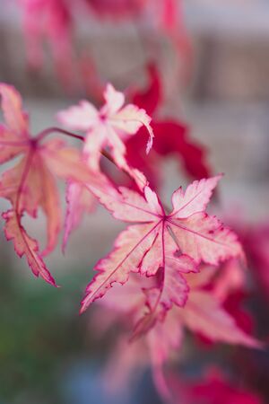 close-up of red japanese maple plant outdoor in sunny backyard shot at shallow depth of fieldの写真素材