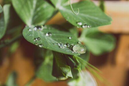 close-up of snowpea plant with water droplets on its leaves in sunny backyard shot at shallow depth of fieldの写真素材