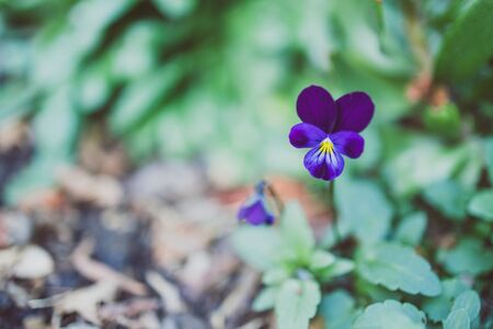 close-up of pansey plant outdoor in sunny backyard shot at shallow depth of fieldの写真素材