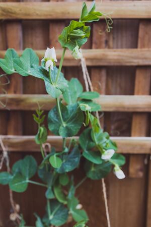 close-up of snowpeas plant outdoor with peas in sunny backyard shot at shallow depth of fieldの写真素材