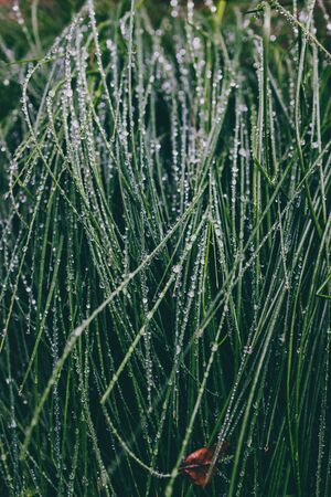 close-up of poa poiformis grass plant outdoor covered in raindrops at shallow depth of fieldの写真素材