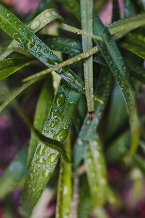 close-up of dianella tasmanica grass plant outdoor covered in raindrops at shallow depth of field