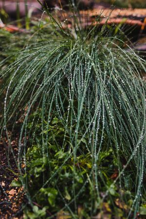 close-up of poa poiformis grass plant outdoor covered in raindrops at shallow depth of field