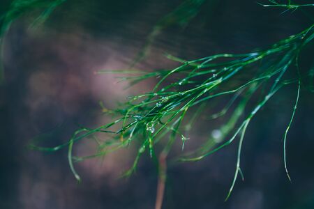 native Australian wetland Tussel Cord Rush Baloskion Tetraphyllum grass outdoor covered in raindrops shot at shallow depth of fieldの写真素材