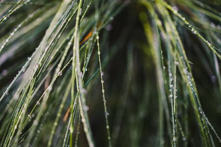 close-up of poa poiformis grass plant outdoor covered in raindrops at shallow depth of fieldの写真素材