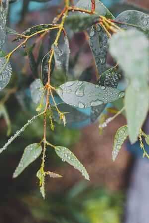 native Australian eucalyptus gum tree plant outdoor covered in raindrops shot at shallow depth of fieldの写真素材