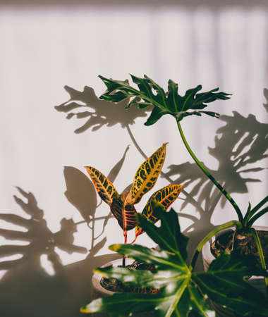 close-up of monstera and croton plants indoor with harsh sunlight creating shadows on the wall shot at shallow depth of fieldの写真素材
