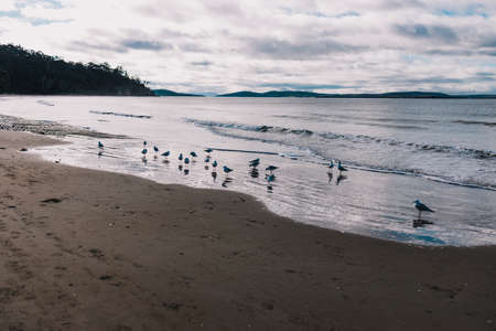 beautiful Tasmanian beach and seaside landscape in Beach, a popular suburb south of Hobart, with seagull flock by the shoreの写真素材