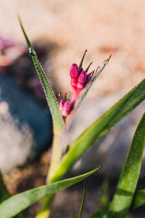native Australian kangaroo paw plant outdoor in sunny backyard shot at shallow depth of fieldの写真素材
