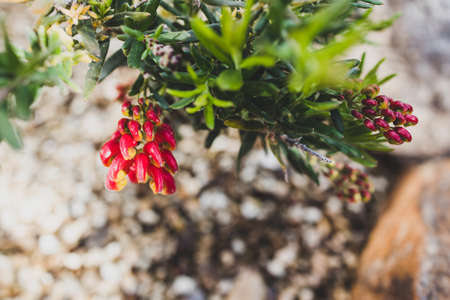 native Australian red grevillea plant outdoor in sunny backyard shot at shallow depth of field
