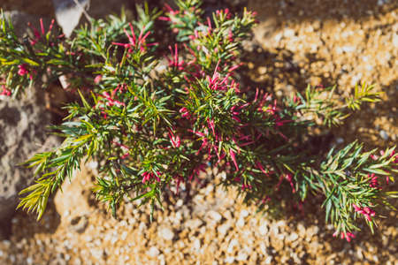native Australian red grevillea plant outdoor in sunny backyard shot at shallow depth of fieldの写真素材