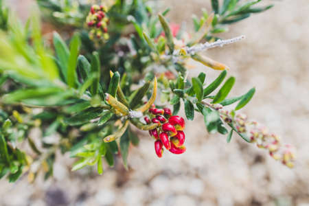 native Australian red grevillea plant outdoor in sunny backyard shot at shallow depth of fieldの写真素材