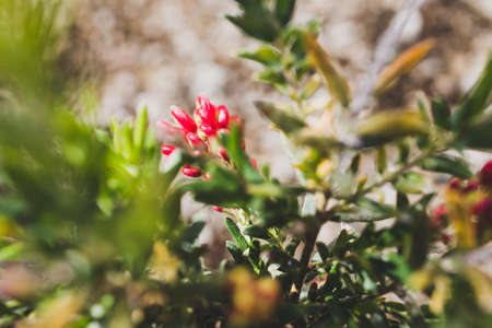 native Australian red grevillea plant outdoor in sunny backyard shot at shallow depth of fieldの写真素材