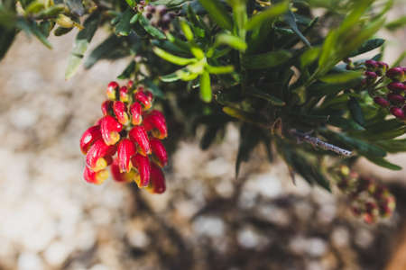 native Australian red grevillea plant outdoor in sunny backyard shot at shallow depth of fieldの写真素材