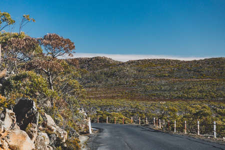 beautiful road surrounded by tall eucalyptus gum tree and Australian bush land while driving up...