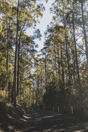 beautiful road surrounded by tall eucalyptus gum tree and Australian bush land while driving up...
