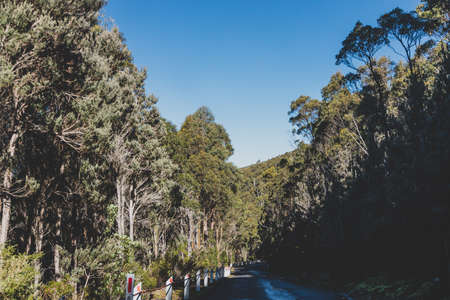beautiful road surrounded by tall eucalyptus gum tree and Australian bush land while driving up Mount Wellington Kunanyi in Tasmaniaの写真素材