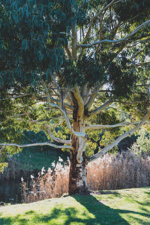native Australian gum tree with sun shinging through and small river with ducks next to it shot in Richmond in Tasmaniaの写真素材