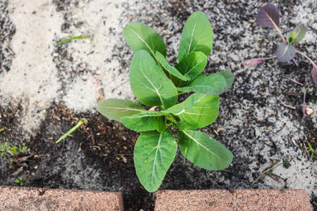 close-up of cauliflower plant outdoor in sunny backyard shot at shallow depth of field