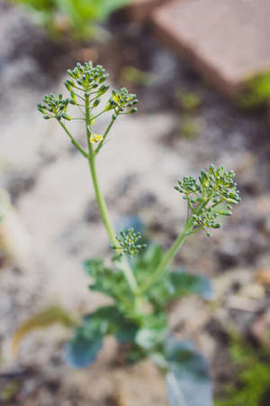 close-up of broccolini plant outdoor in veggie patch of a  sunny backyard shot at shallow depth of fieldの写真素材